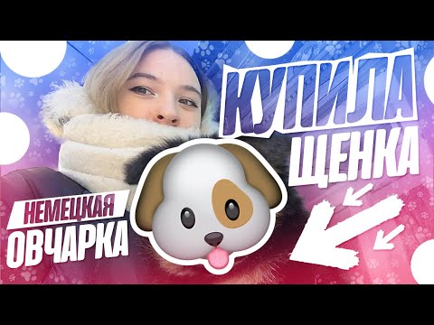 Видео: ПОПОЛНЕНИЕ В СЕМЬЕ\\купила СОБАКУ в тайне от родителей\\реакция