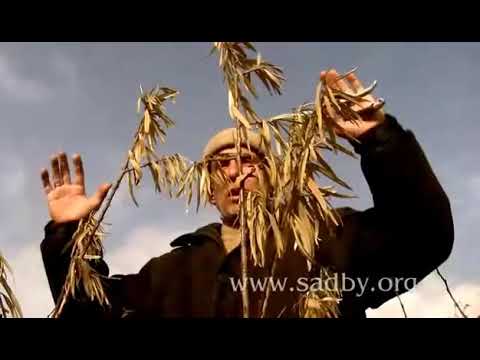 Видео: Обрезка облепихи. Уроки Николая Рабушко. Обрезка деревьев и кустарников. Видеоурок.