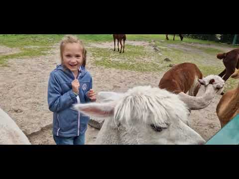 Видео: В парке животных и каруселей