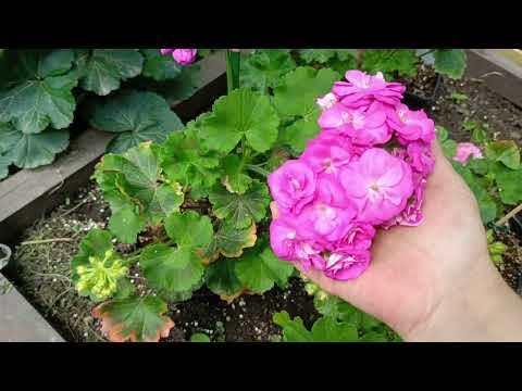 Видео: От чего зависят сроки цветения пеларгонии ?