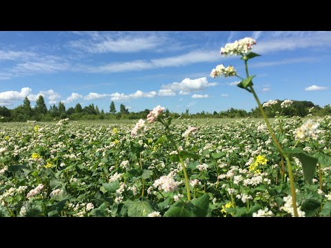 Видео: Вирощування гречки від а до я, коротко і ясно без води.