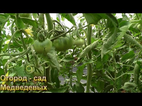 Видео: Как помочь томатам опылиться и завязать крупные томаты