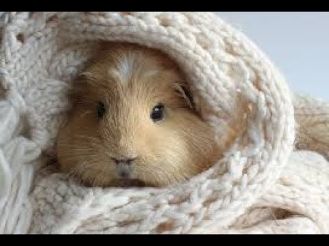 Видео: Полезные советы для начинающих заводчиков морских свинок