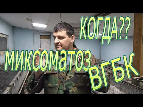 Видео: Вакцинация кроликов/сроки вакцинации от миксоматоза и ВГБК