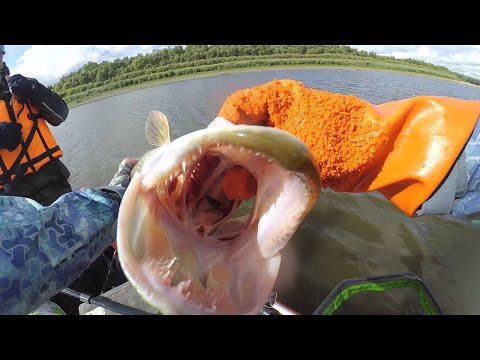 Видео: Рыбалка в Томской Области 2022 .ЩУКИ РАЗГИБАЮТ КРЮЧКИ