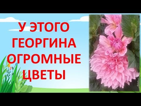 Видео: ГЕОРГИН С ОГРОМНЫМИ ЦВЕТАМИ. Какой сорт георгина посадить. Как выращивать георгины. Далия.