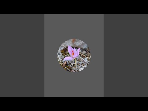 Видео: Якэ я тупэ)