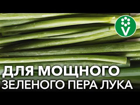 Видео: ХОТИТЕ МНОГО ЗЕЛЕНОГО ЛУКА? 7 приемов для мощного и вкусного пера лука