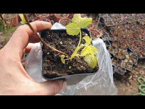 Видео: Распаковка посылки с саженцами