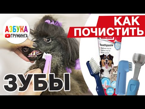 Видео: Как почистить зубы собаке в домашних условиях?