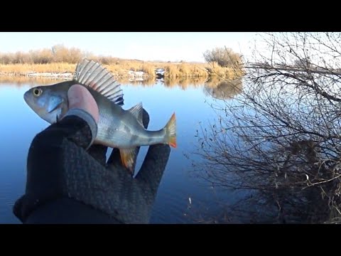 Видео: Два окушка,и всё.
