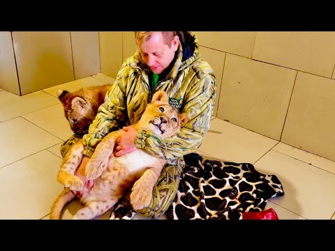 Видео: Малышка львичка-ресничка так любит папу Олега, что забирает все время, а ШерХана просто отталкивает