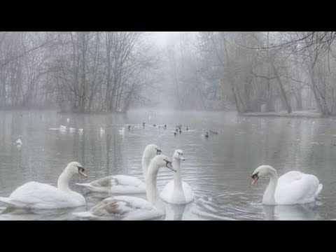 Видео: плейлист,но ты ангел влюбленный в человека