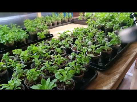 Видео: Поговорим о поливе.