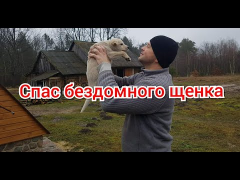 Видео: Подобрал бездомного щенка и привёз на черничный хутор. Почему щенок девочка лучше , чем кобель.