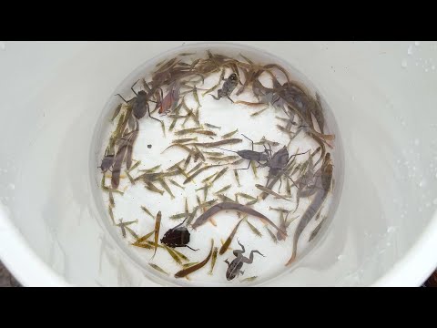 Видео: Собираю обитателей сельских ручьёв. Водяные клопы, лодочники и гольцы.