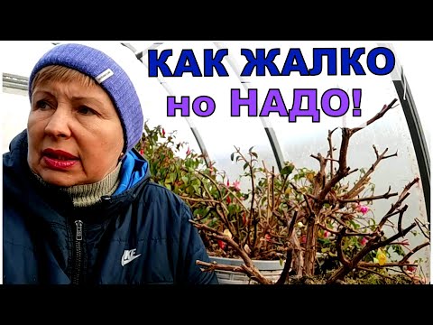 Видео: Как я плачу, когда обрезаю ФУКСИИ. Как и где они зимуют?