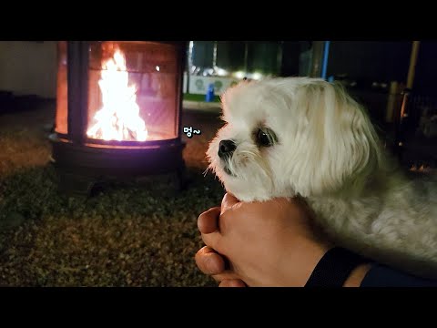 Видео: Сказал сделать оглушительный щенок, который действительно бьется.