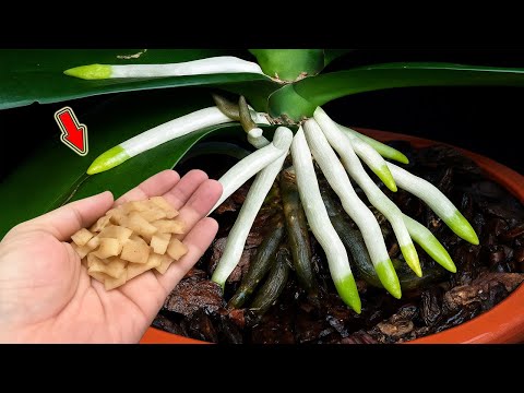 Видео: Не выбрасывайте! Из-за него орхидеи быстро растут и цветут бесконтрольно!