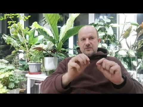 Видео: Водянка рассады совсем не от воды!