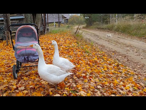 Видео: Свиная нога в печи, тыквенный сок и первый снег. Зима пришла в деревню.