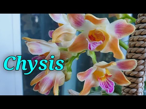 Видео: Chysis bractescens,limminghei, laevis. Описание и уход.
