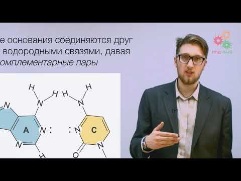 Видео: Биологические макромолекулы. Структура ДНК (без музыки)