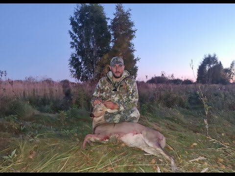 Видео: ОХОТА НА СИБИРСКУЮ КОСУЛЮ С ПОДХОДА