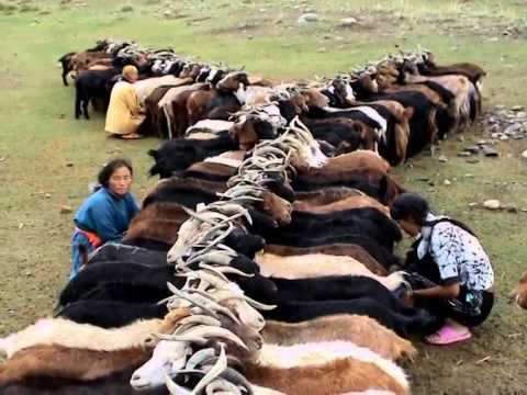 Видео: Песнь о Монголии