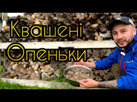 Видео: Заквасив і Не Пожалів!!! Квашу Опеньки Перший Раз!!!