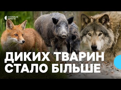 Видео: Стало більше козуль і лисиць: як заборона полювання змінила ліси Чернігівщини