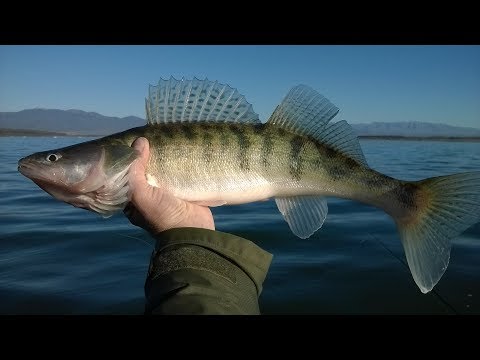 Видео: За бяла риба и костур на яз. Пясъчник
