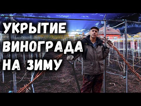 Видео: Укрытие винограда на зиму, самый простой и надёжный способ!