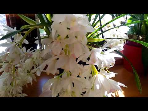 Видео: Мини Цимбидиум Айс Каскад🌼🌸💐