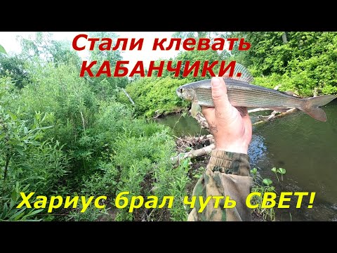 Видео: Рыбалка на ТАЕЖНОЙ речке/Ловля ХАРИУСА с Восходом СОЛНЦА/р.Медвежья ДИКАЯ.