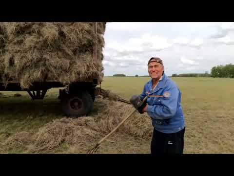 Видео: Везем сено на Ниве грузим куном.