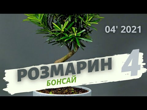 Видео: Бонсай из розмарина. Часть 4 | Апрель 2021