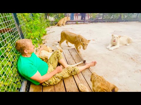 Видео: ПОСЛЕ НАПАДЕНИЯ белой львицы другие львы стали нас окружать и поощрять ее НАПАСТЬ СНОВА!
