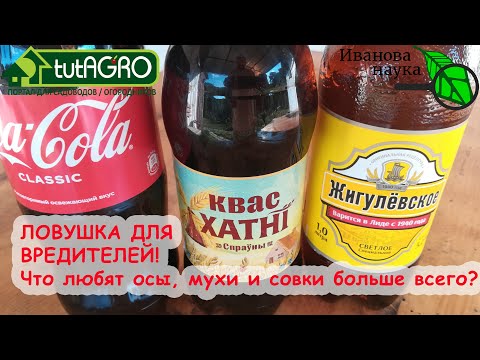 Видео: ДОБРЫЙ СОВЕТ В КОПИЛКУ! ЛОВУШКА ДЛЯ ОС, МУХ, МОЛИ и СОВКИ! Развесьте ловушку в саду и теплице.