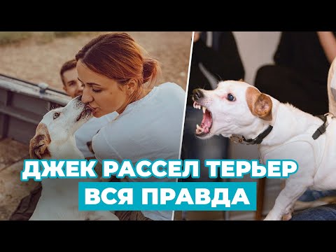 Видео: ПОЛНЫЙ ОБЗОР породы Джек Рассел Терьера - ВСЯ ПРАВДА о недостатках и достоинствах!!!