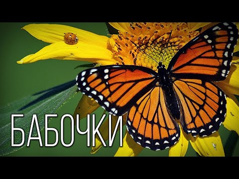 Видео: Бабочки: Вдохновение Природы | Интересные факты про бабочек