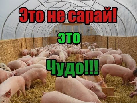 Видео: Сарай для откорма свиней! Простой но функциональный сарай! Откорм свиней станет легче и проще!