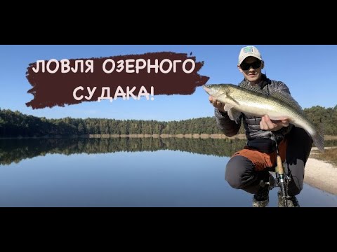 Видео: ЛОВЛЯ СУДАКА! РИБАЛКА на лісовому озері!