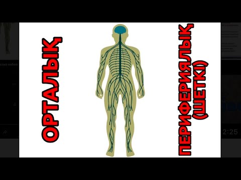 Видео: Адамның жүйке жүйесі (Орталық, Шеткі, Соматикалық, Вегетативті, Симпатикалық, Парасимпатикалық)