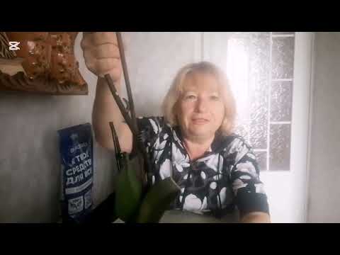 Видео: Приготовила вкусный салат. Отвечаю на комментарии /Беларусь Svetlana //