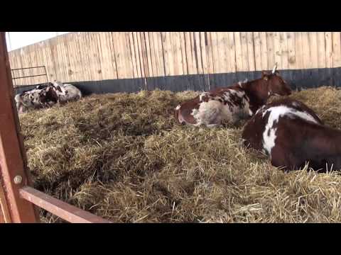 Видео: Доильный зал и помещение для молочных коров в КФХ "Герефорд"