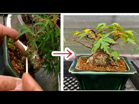 Видео: Мастер бонсай научит вас, как с помощью маваси-цуги увеличить количество ветвей первоклассного