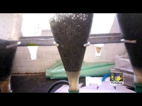 Видео: Инкубация икры веслоноса! The incubation of eggs of paddlefish