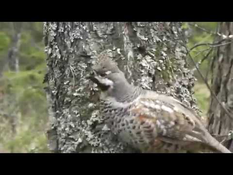 Видео: рябчик токует
