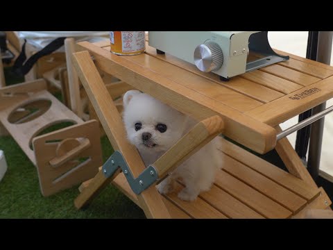 Видео: Кемпинг исключительно для моих щенков! [Влог о кемпинге Ru Pong House]